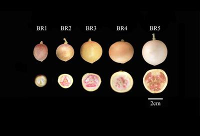 Non-targeted metabolomics reveals the taste variations during Baccaurea ramiflora Lour. fruit maturation